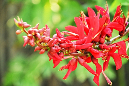 Tropical red flowerの写真素材