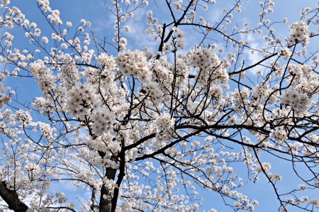 Japanese Cherry blossoms against blue skyの写真素材