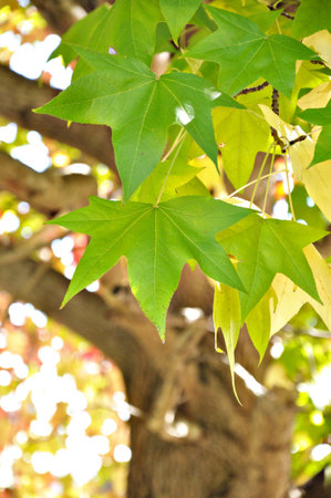 Green leafs of Liquid Amber tree, Maple family