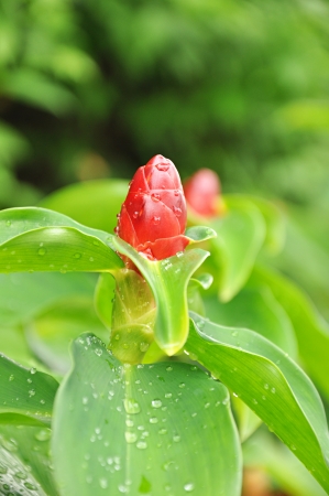 Red Crape Ginger or Malay Ginger flowerの写真素材