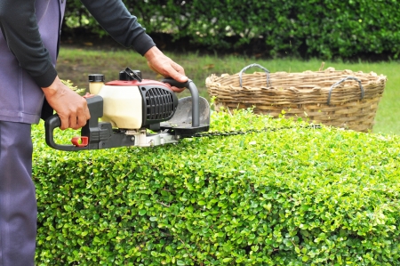 A man trimming hedge with trimmer machineの写真素材