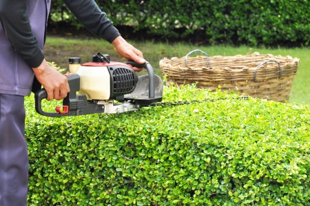 A man trimming hedge with trimmer machine