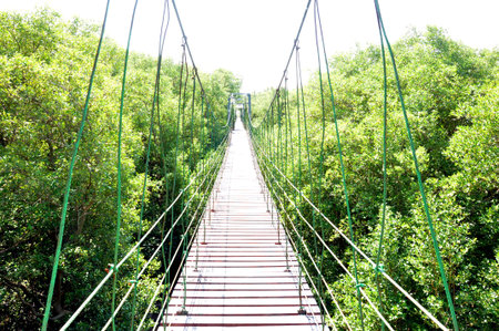Suspension bridge  or rope bridge  over mangrove forest