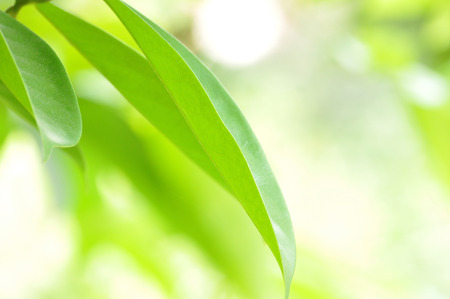 Green leaves on bokeh backgroundの写真素材