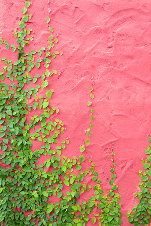 Ivy or climbing plant on colorful pink concrete wallの写真素材
