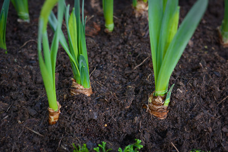 Green young tulip plant growing with bulbs in soilの写真素材