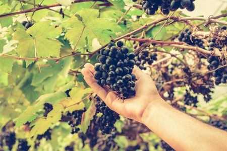 Hand picking grapes on the vine, vintage style color effect - hand focusedの写真素材