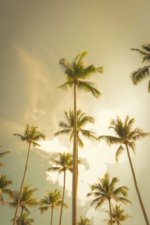 Coconut trees, looking up angle, against summer sky background - retro, vintage toneの写真素材