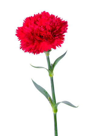 Beautiful single red Carnation flower isolated on white backgroundの写真素材