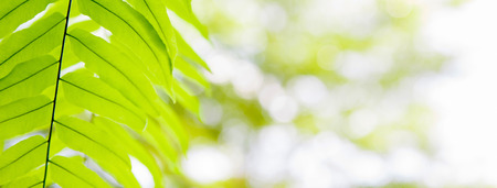 Green Fern leaves against sunlight bokeh, natural background concept,  border design with copy spaceの写真素材