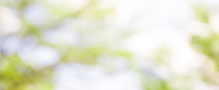 Blur white green natural abstract background from tree branches - horizontal web bannerの写真素材