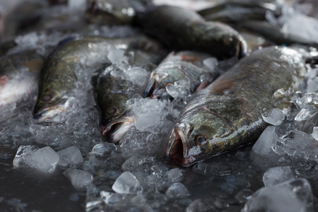 snapper in the fish marketの写真素材