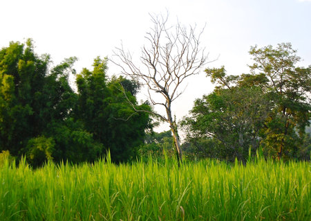 the corn field in summerの写真素材