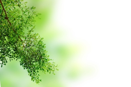 Green leave background textureの写真素材