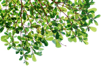 Green leave background texture
の写真素材
