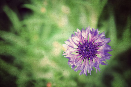 Vintage flowers