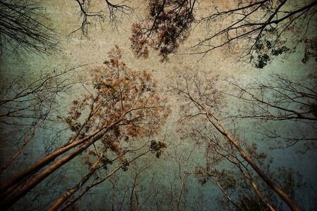 Forest background ,Vintage styleの写真素材