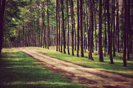 Forest background ,Vintage styleの写真素材