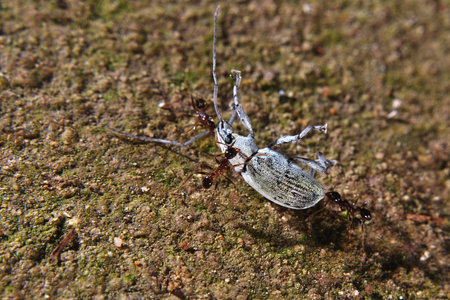 Ant s teamworkの写真素材