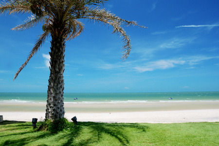 Coconut Plam on white sand beachの写真素材