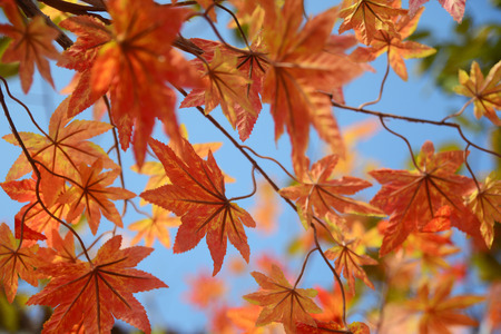 Red leaves, Autumn backgroundの写真素材