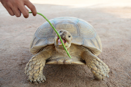 Turtle eating Yard Long beanの写真素材