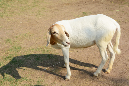 sheepの写真素材