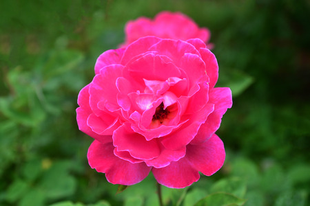 Beautiful pink rose in the gardenの写真素材