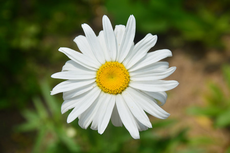 Beautiful white flowers of chrysanthemum on green backgroundの写真素材