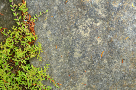 Green leaves on wall background for wallpaperの写真素材