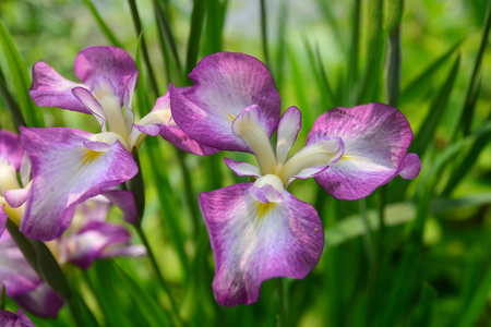 Beautiful purple orchidの写真素材
