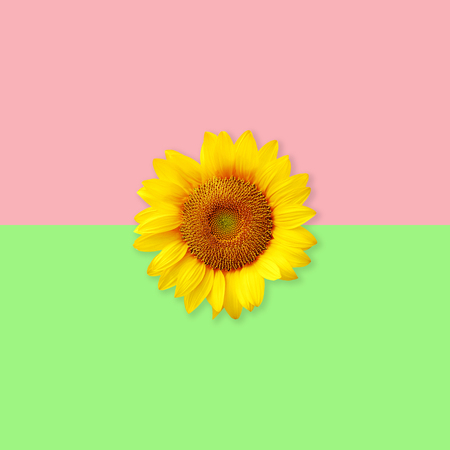 Sun flower  on pastel green and pink background, Minimal conceptの写真素材