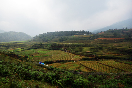 Beautiful landscape with green field on mountains and cloudy sky in Sa Pa, Vietnamの写真素材