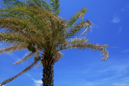 Coconut tree, Tropical beach.の写真素材