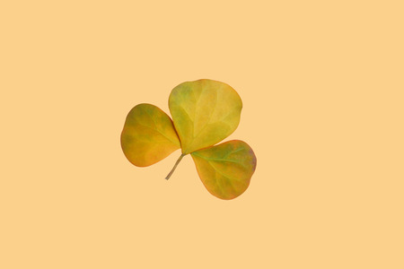 Creative lay out of yellow leaf on pastel background. Minimal concept with copy space.                                                      の写真素材