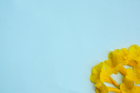 Creative lay out of yellow flowers on pink background. Minimal concept with copy space.の写真素材