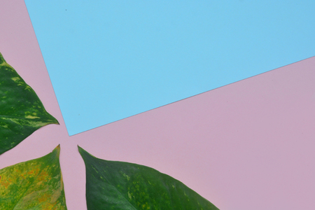 Creative flat lay of tropical leaves on pink background. Minimal concept with copy space.の写真素材