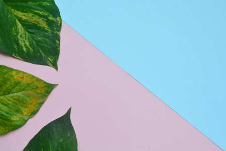 Creative flat lay of tropical leaves on pink background. Minimal concept with copy space.の写真素材