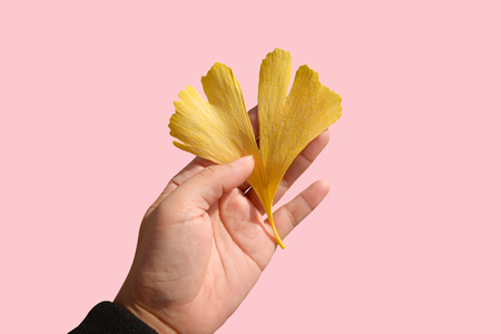 A hand holding autumn yellow ginkgo leafs on pink backgroundの写真素材
