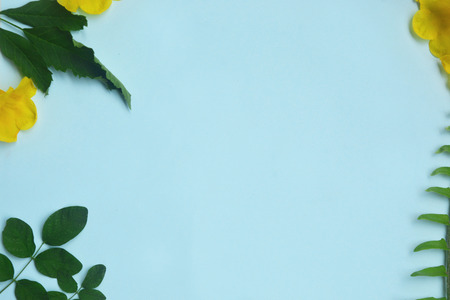 Creative lay out of yellow flowers and green leaf on blue background. Minimal concept with copy space.の写真素材