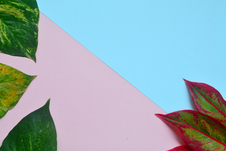 Creative flat lay of colorful tropical leaves on pink background. Minimal concept with copy space.の写真素材