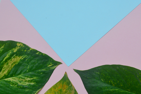 Creative flat lay of tropical leaves on pink background. Minimal concept with copy space.の写真素材