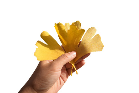 A hand holding autumn yellow ginkgo leafs with autumn backgroundの写真素材