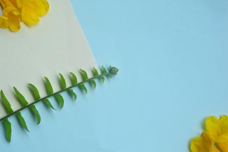 Creative lay out of yellow flowers and green leaf on blue background. Minimal concept with copy space.の写真素材
