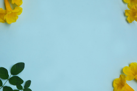 Creative lay out of yellow flowers and green leaf on blue background. Minimal concept with copy space.の写真素材