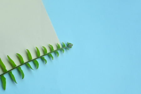 Creative lay out of green leaf on colorful background. Minimal concept with copy space.の写真素材