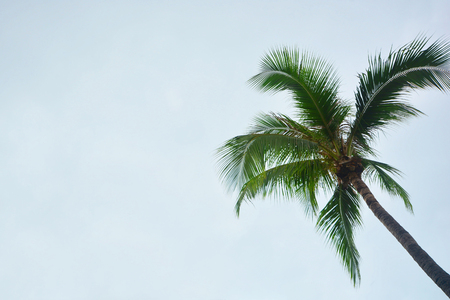 Tropical coconut palm tree with sun light on sunset sky and cloud abstract background. Summer vacation and nature travel adventure concept. Copyspaceの写真素材
