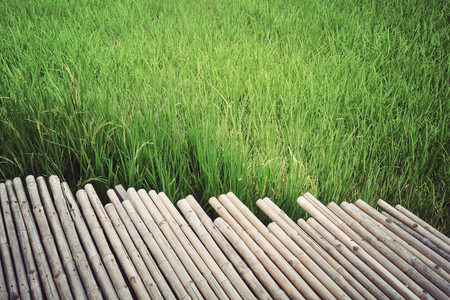 Empty Bamboo bridge walkway on green rice fields, nature background, copyspaceの写真素材