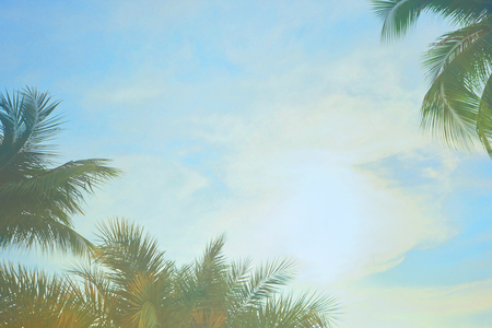 Coconut Palm tree with blue sky,beautiful tropical background, Summer vacation and travel concept. Copyspaceの写真素材