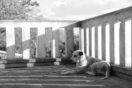 A lonely dog beside a wall with sunlightの写真素材